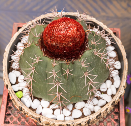 cactus close up