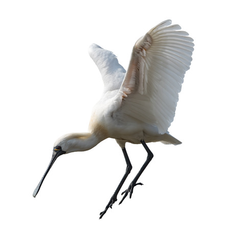 Black-faced Spoonbill  isolated on whiteの写真素材