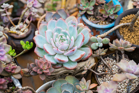  Miniature succulent plants in gardenの写真素材