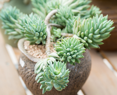  Miniature succulent plants in gardenの写真素材