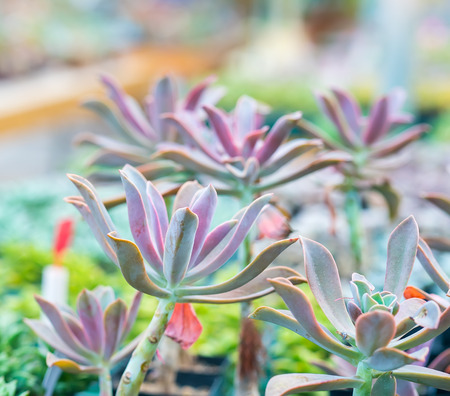  Miniature succulent plants in gardenの写真素材
