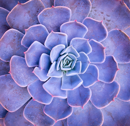  Miniature succulent plants in gardenの写真素材