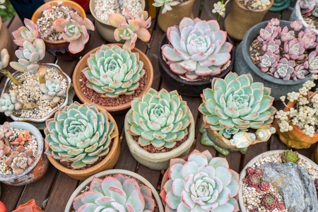  Miniature succulent plants in gardenの写真素材