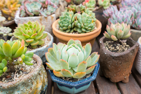  Miniature succulent plants in gardenの写真素材