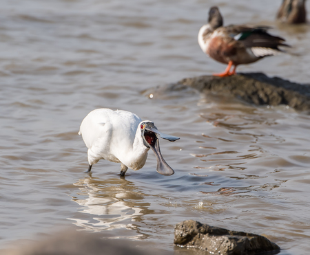 Black-faced Spoonbill in waterlandの写真素材