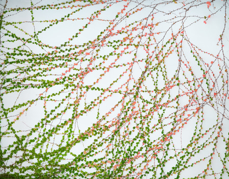 ivy leaves isolated on a white backgroundの写真素材