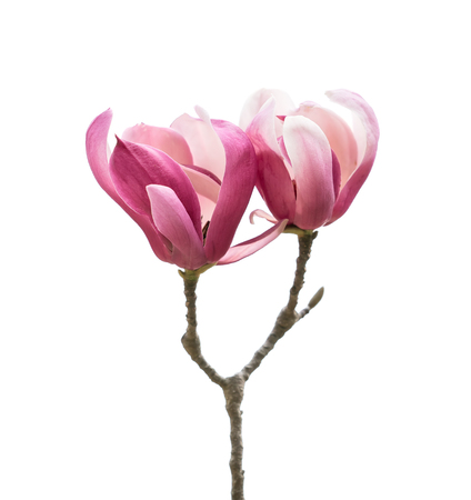magnolia flower spring branch isolated on white backgroundの写真素材