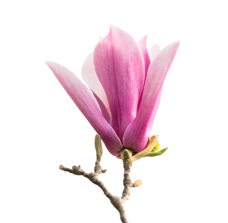 magnolia flower spring branch isolated on white backgroundの写真素材