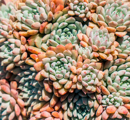  Miniature succulent plants in gardenの写真素材