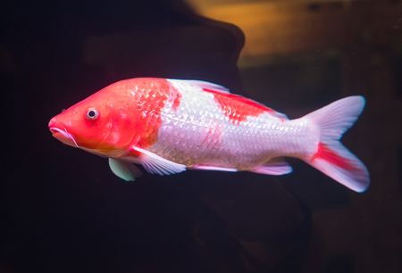 koi fishes in the pondの写真素材