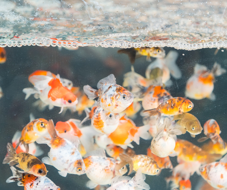 Red and gold fishesの写真素材