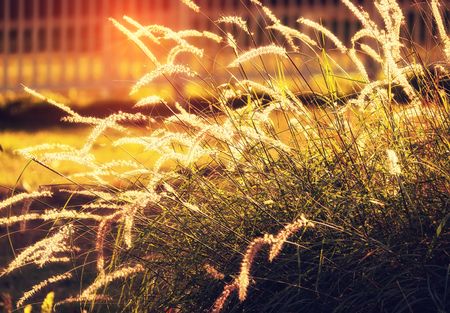 The bulrushes against sunlight over sky background in sunsetの写真素材