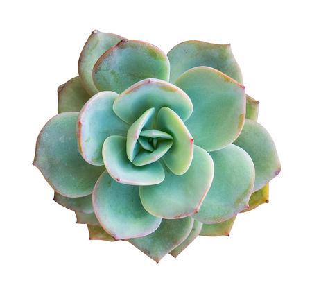 Cactus succulent plant isolated on whiteの写真素材