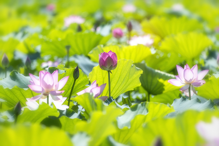 Blooming lotus or waterlilly flower in the pondの写真素材