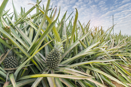 Pineapple fruit on the plantation farm