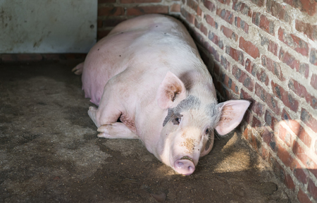 pigs on the farmの写真素材