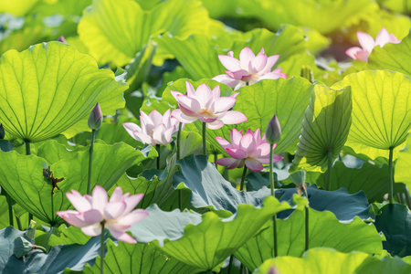 blooming lotus flowerの写真素材