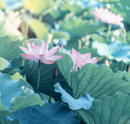 blooming lotus flowerの写真素材
