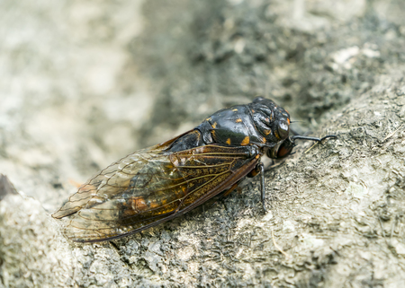 Cicada isolated on Green backgroundの写真素材