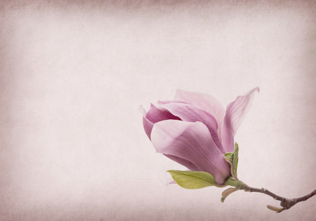 Pink magnolia flowers on old paper backgroundの写真素材
