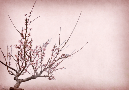 plum blossom blossom on Old antique vintage paper backgroundの写真素材