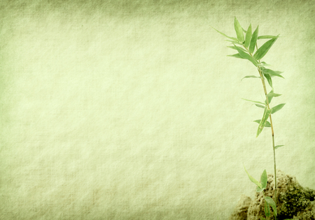 bamboo on old grunge paper texture backgroundの写真素材