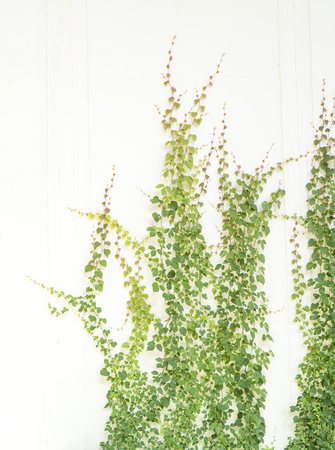 Ivy leaves isolated on white wallの写真素材