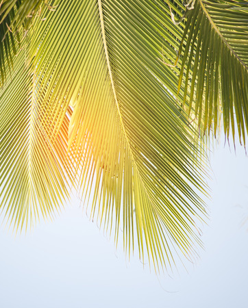 green palm leafの写真素材