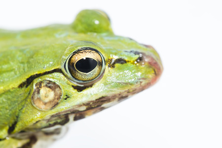 portrait of a green frog isolated on a white backgroundの写真素材
