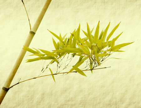 bamboo leaves on old grunge paper texture backgroundの写真素材