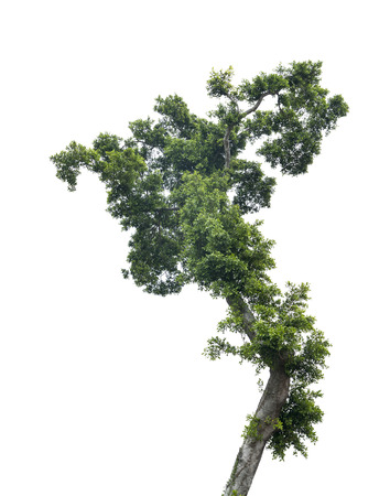 Tree isolated on white backgroundの写真素材
