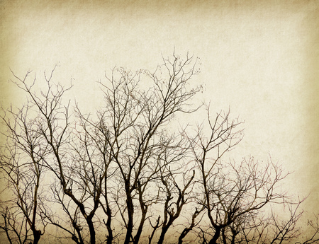magnolia flowers on old paper backgroundの写真素材