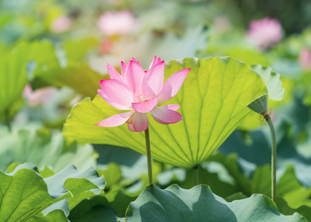 Lotus flowerの写真素材