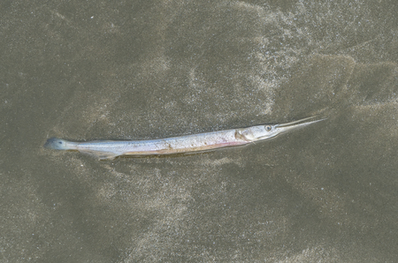 Dead fish on a seashoreの写真素材
