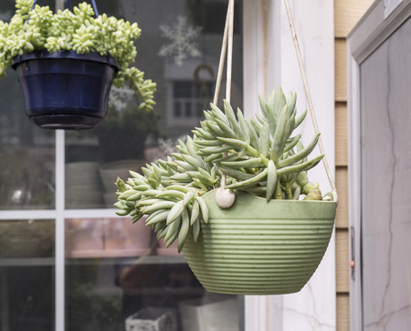 Miniature succulent plants in gardenの写真素材