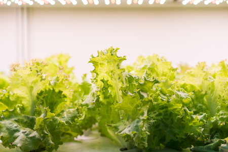 Organic hydroponic vegetable grow with LED Light Indoor farm,Agriculture Technologyの写真素材