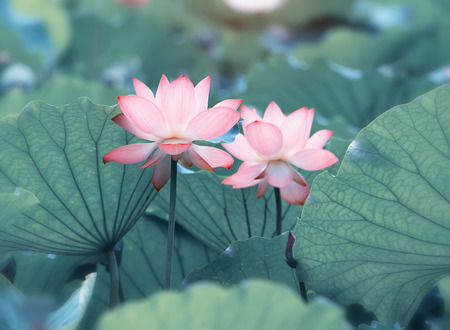 Lotus flowerの写真素材