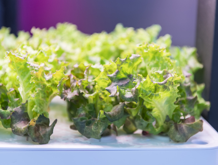 Organic hydroponic vegetable grow with LED Light Indoor farm,Agriculture Technologyの写真素材
