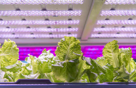 Organic hydroponic vegetable grow with LED Light Indoor farm,Agriculture Technologyの写真素材