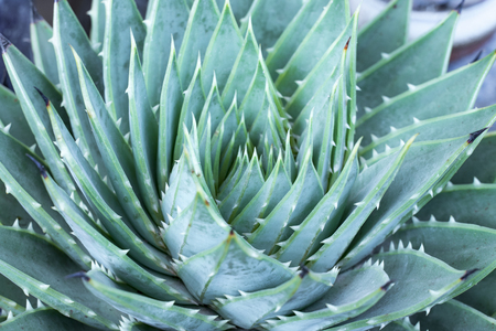 succulents or cactus succulents in gardenの写真素材