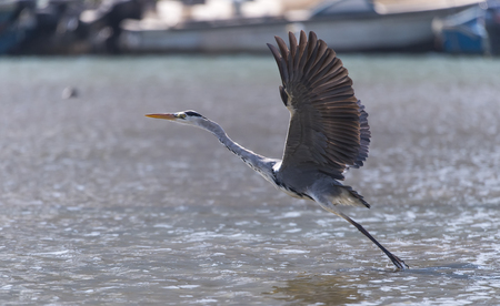great blue heron flying over the water in a local wildlife park after fishingの写真素材