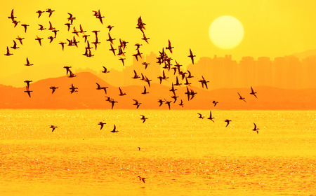 Silhouetted Flock of Ducks Flying in the Sunset Sky