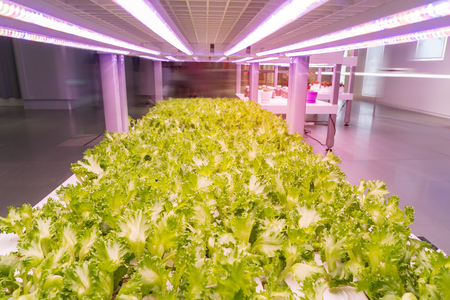 Organic hydroponic vegetable grow with LED Light Indoor farm,Agriculture Technologyのeditorial素材