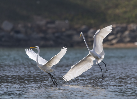 Great white egrets fighting