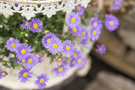 Purple flowers of daisy blossom growing in gardenの写真素材