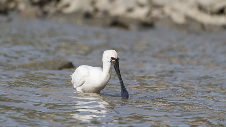 Black-faced Spoonbill in waterlandの写真素材