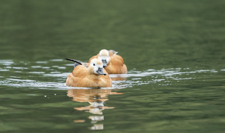 Ruddy shelduck Tadorna ferruginea swimming in water with reflectionの写真素材