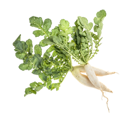 fresh white radish isolated on white backgroundの写真素材