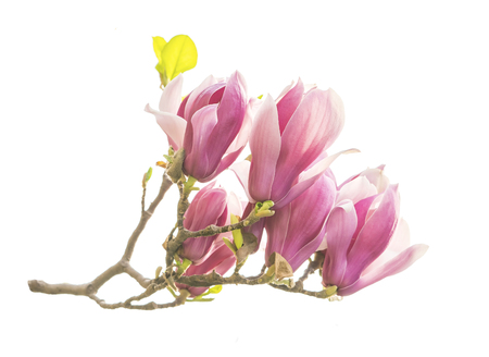 Pink magnolia flowers on old paper backgroundの写真素材