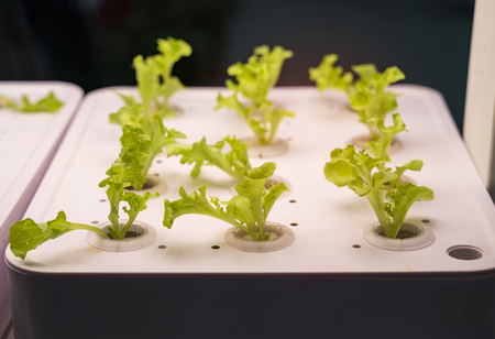 Organic hydroponic vegetable grow with LED Light Indoor farm,Agriculture Technologyの写真素材